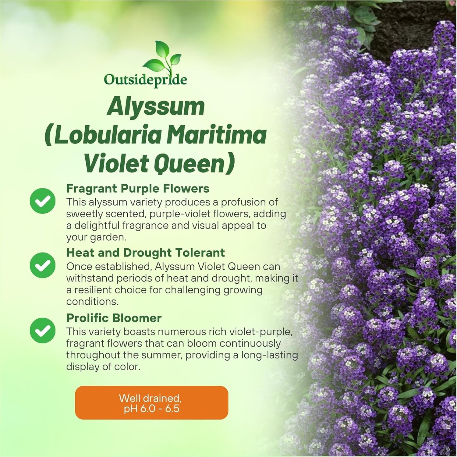 10000 Seeds Alyssum Violet Queen Drought Resistant Ground Cover Plant &