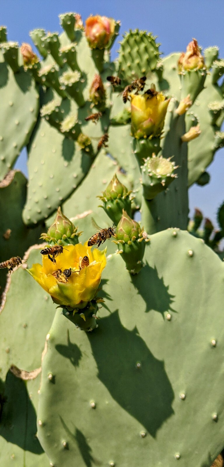 1lb Spineless Prickly Pear Opuntia Cactus From Arizona (1lb includes packaging)