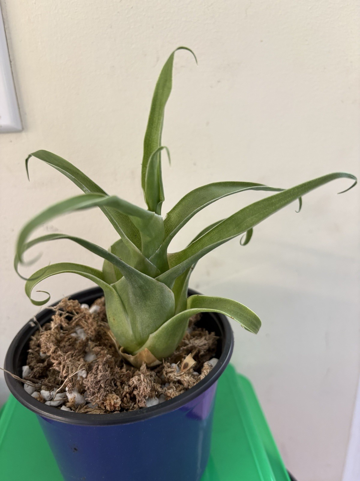 Catopsis Subulata Rare, Epiphytic Bromelaid, Medium Plants available.