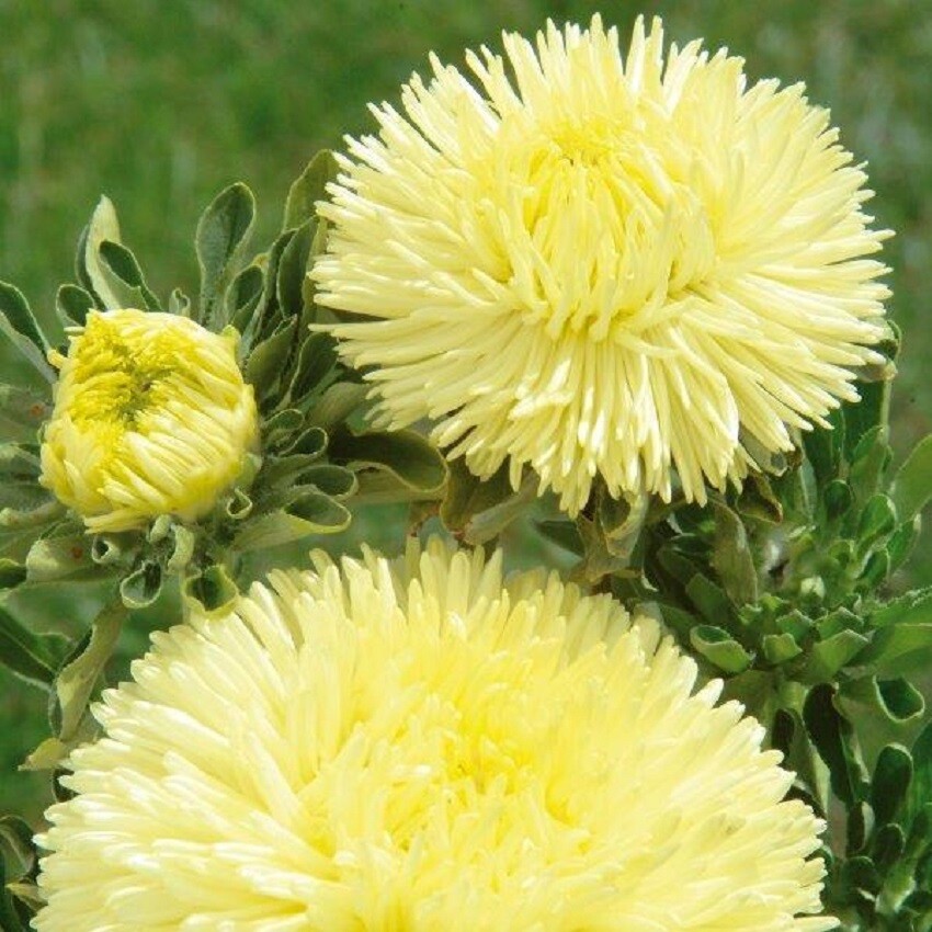 Aster Seeds Gala Yellow 100 Seeds Cut Flower Seeds