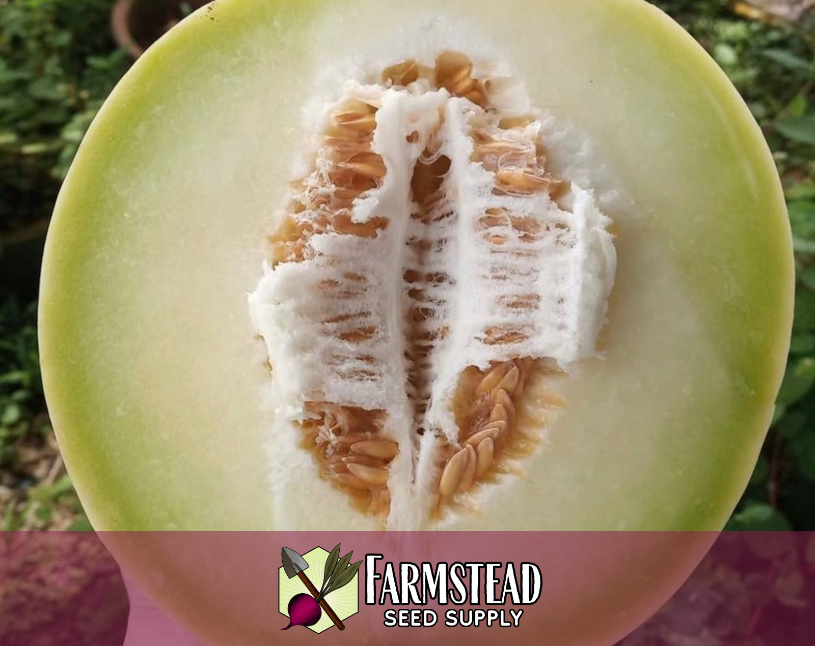 130+ Green Honeydew Melon Fruit Seeds | Heirloom, Non-GMO, Gardening Seed Packet