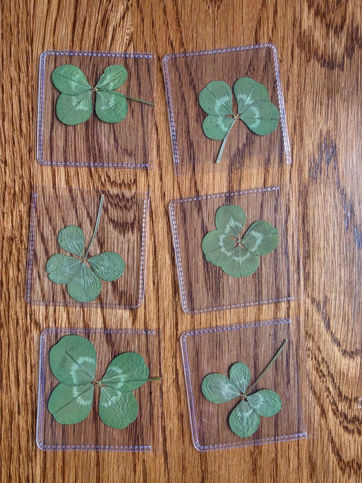 🍀RARE REAL 4 Leaf Clover 🍀 Hand picked – GREAT Gift -REAL – LUCKY 🤩