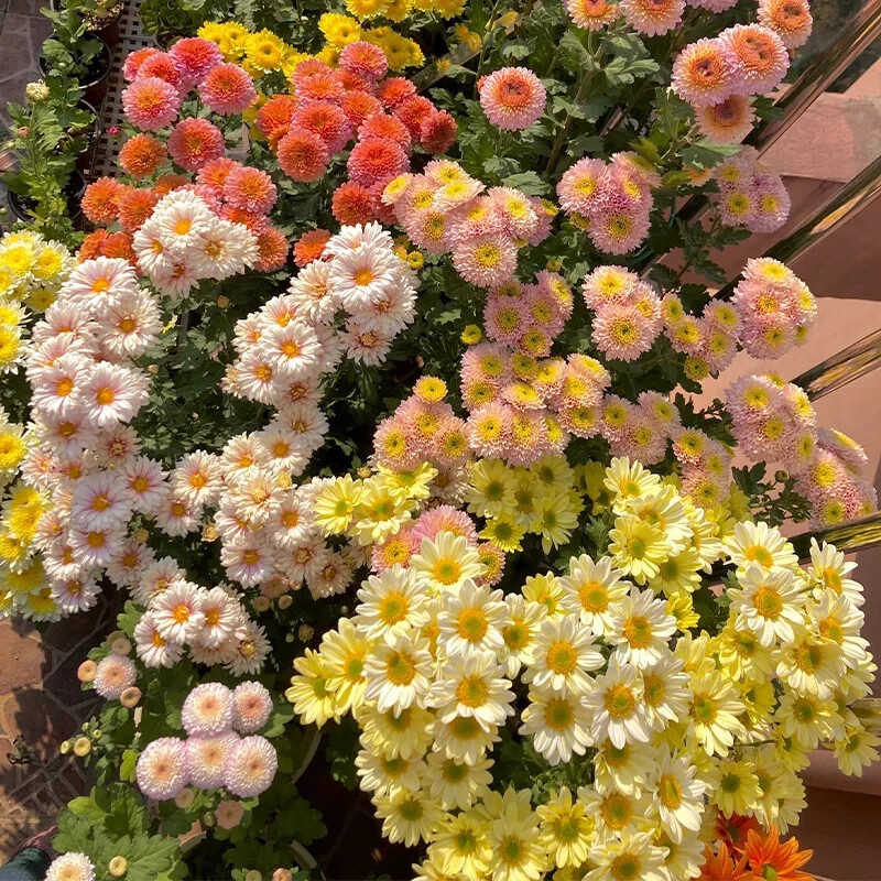 200 PCS Mixed Perennial Chrysanthemum Seeds.