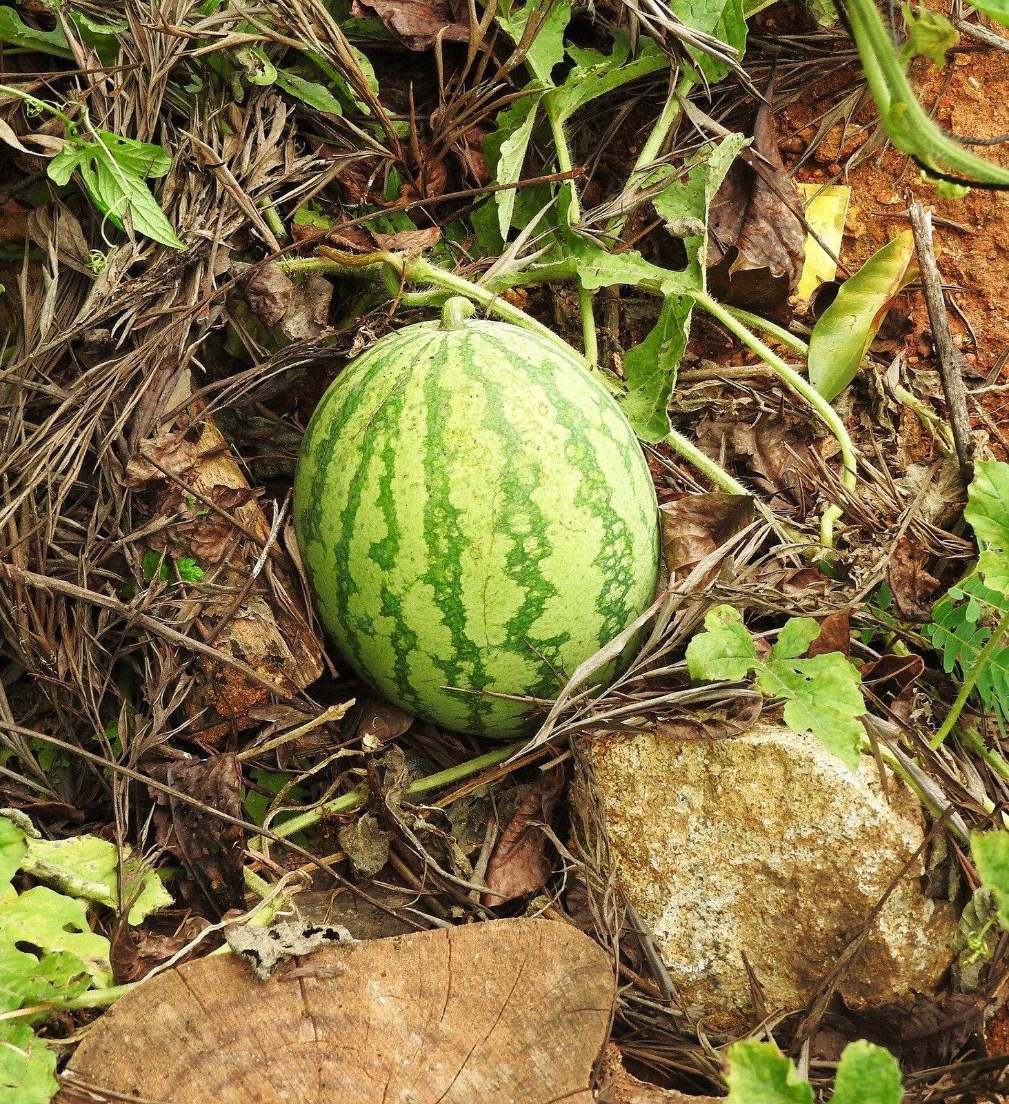 Mountain Sweet Yellow Watermelon Seeds – For 2025 Planting Bright Yellow Flesh