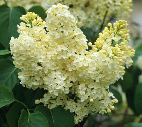 ( 1 ) – Primrose Yellow French Lilac syringa – Starter Plant ( 7L )