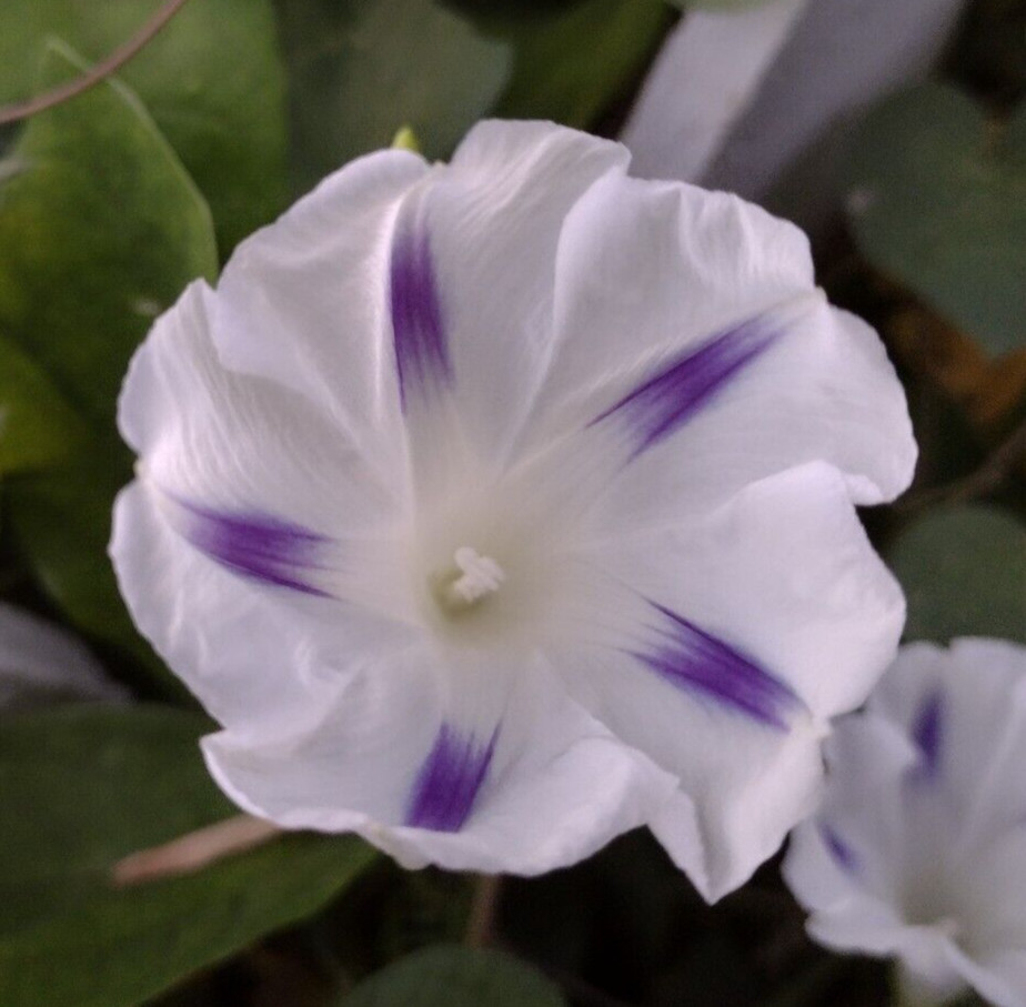 100+ Morning Glory Seeds Mystery Mix | Purple/Blue/Orange/Red/Pink/White/Striped