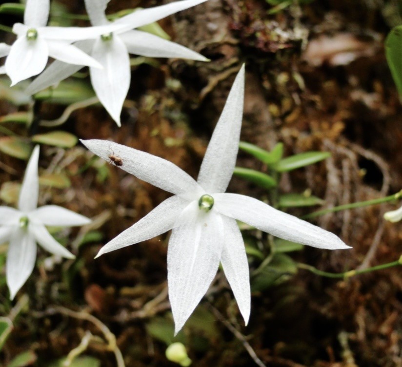 Angraecoides clavigera Rare miniature orchid species bloom size