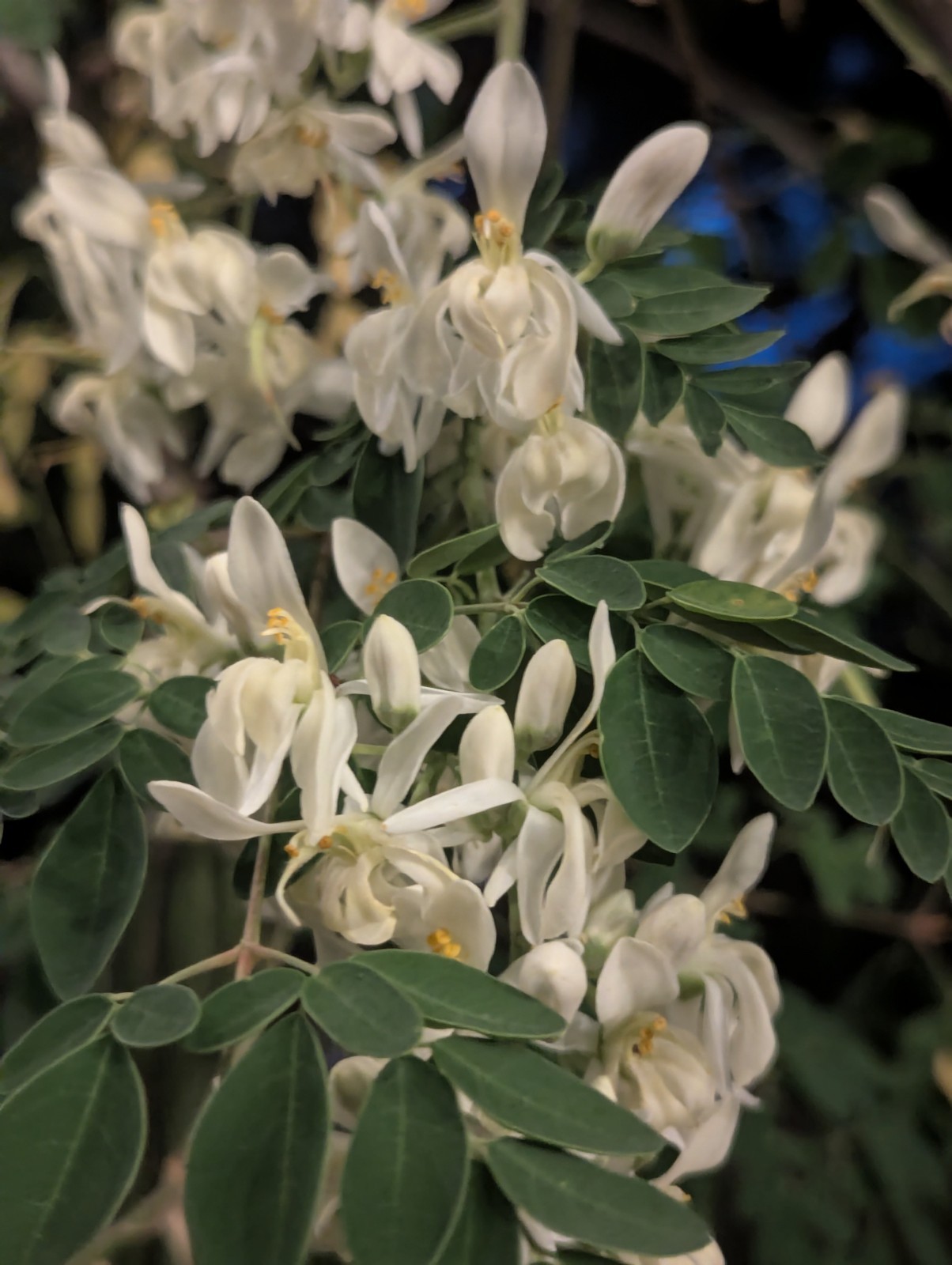 Fresh Harvested Moringa Tree Seeds Florida Grown 25+ Packs Great For Seedlings