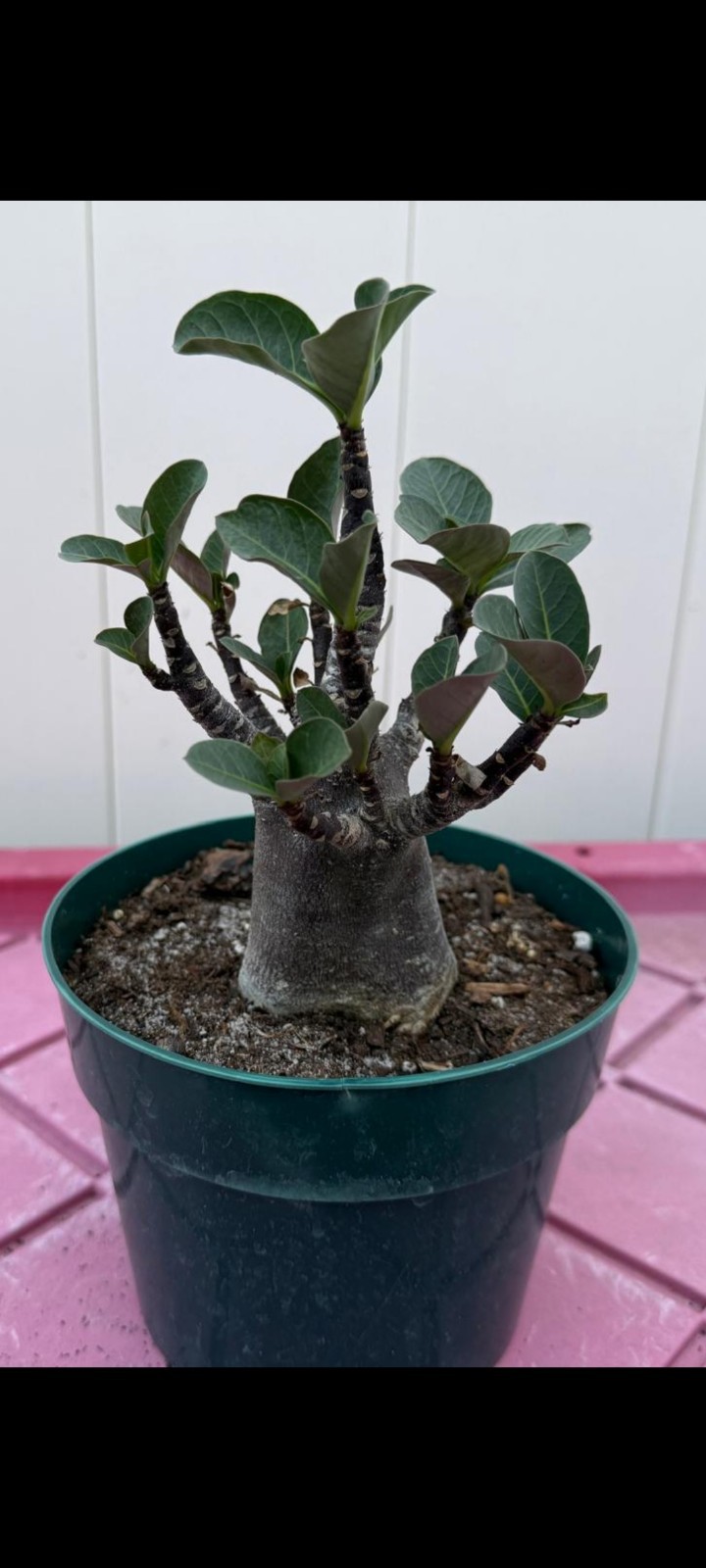 Desert Rose Adenium Arabicum (BLACK ZOMBIE) Dark Skin