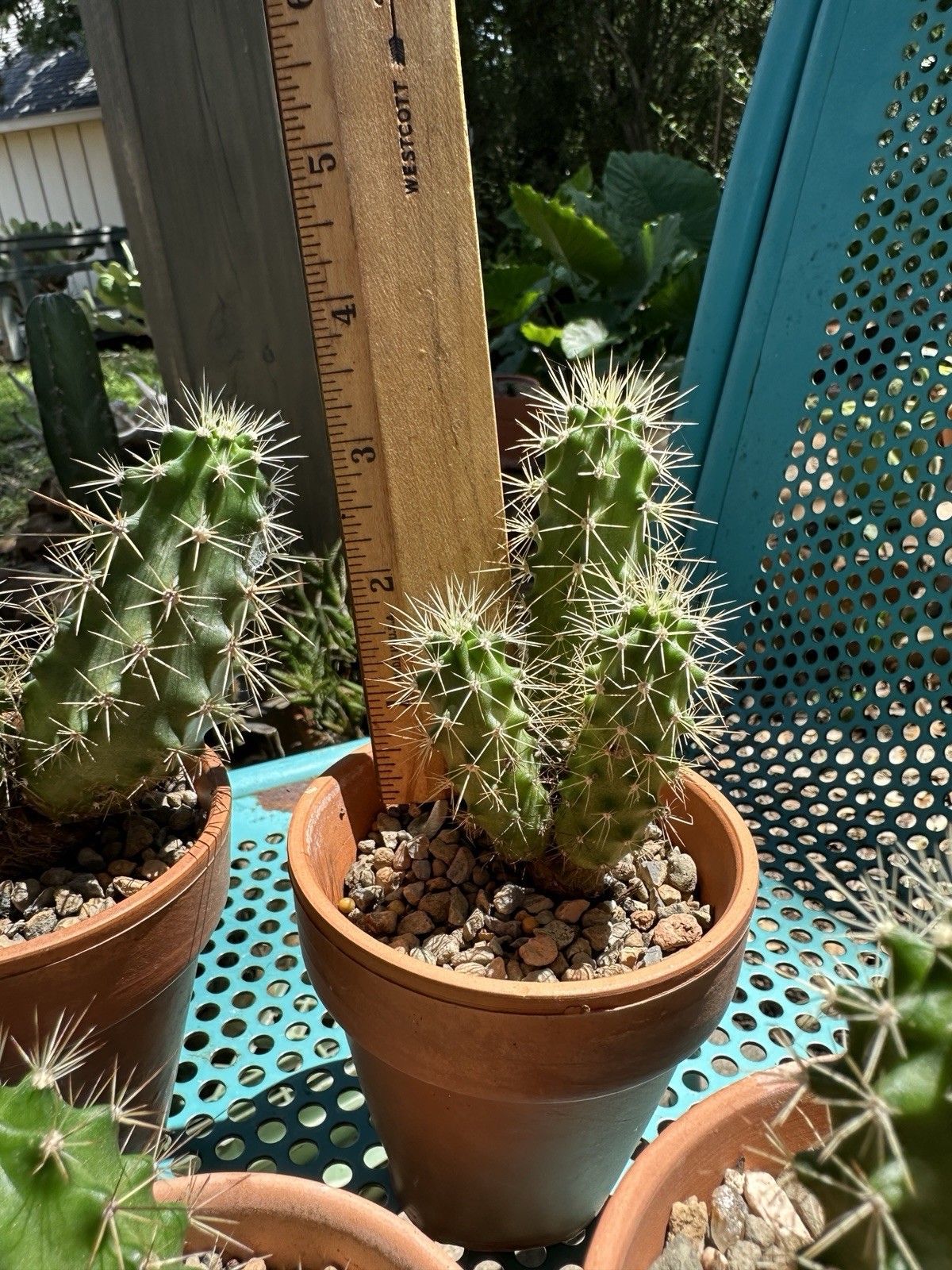 Echinocereus Coccineus Scarlet Hedgehog Cactus Claret Cup Bare Root Cold Hardy