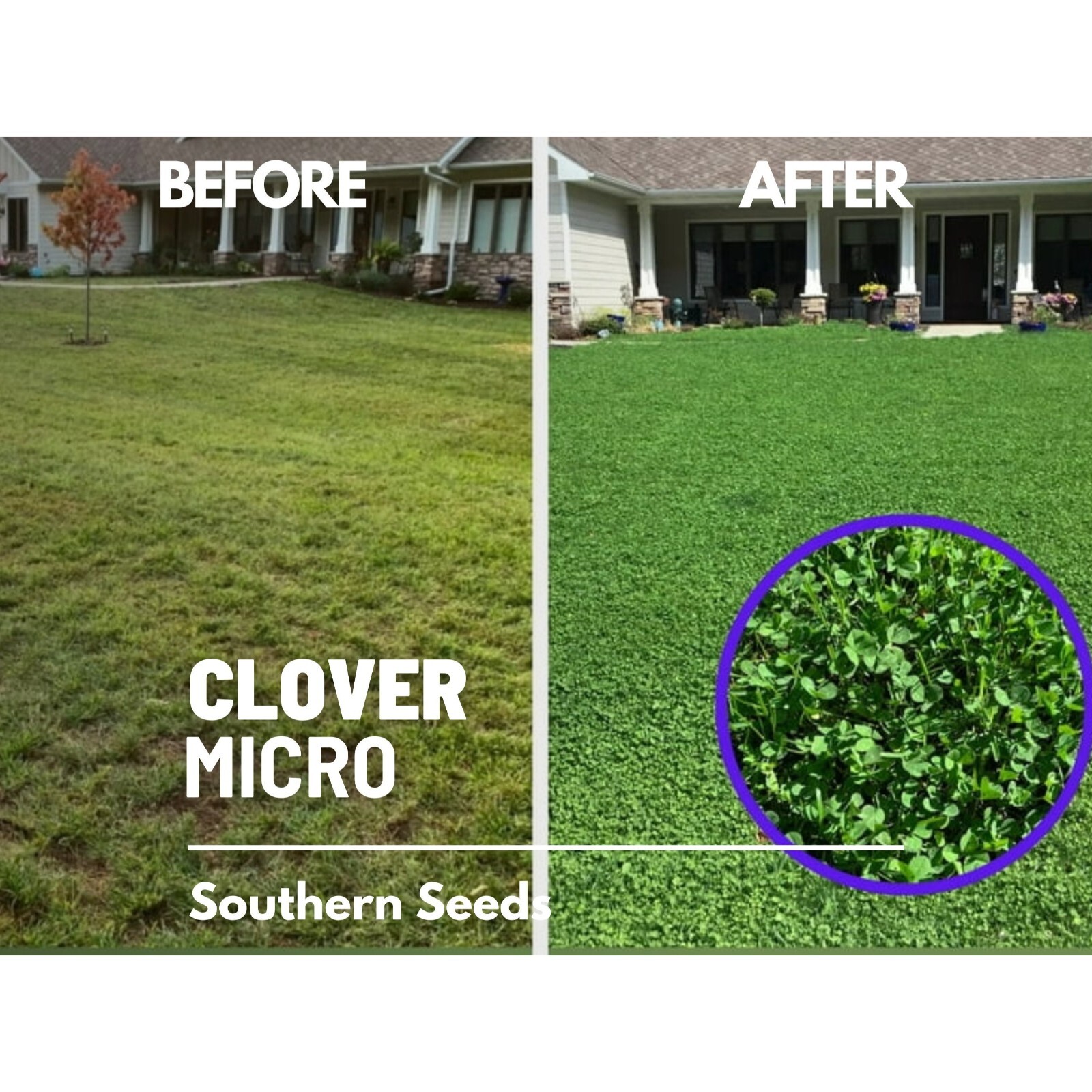 Clover, Micro (Mini) – 10,000 Seeds – Lawn Alternative, Grass Supplement