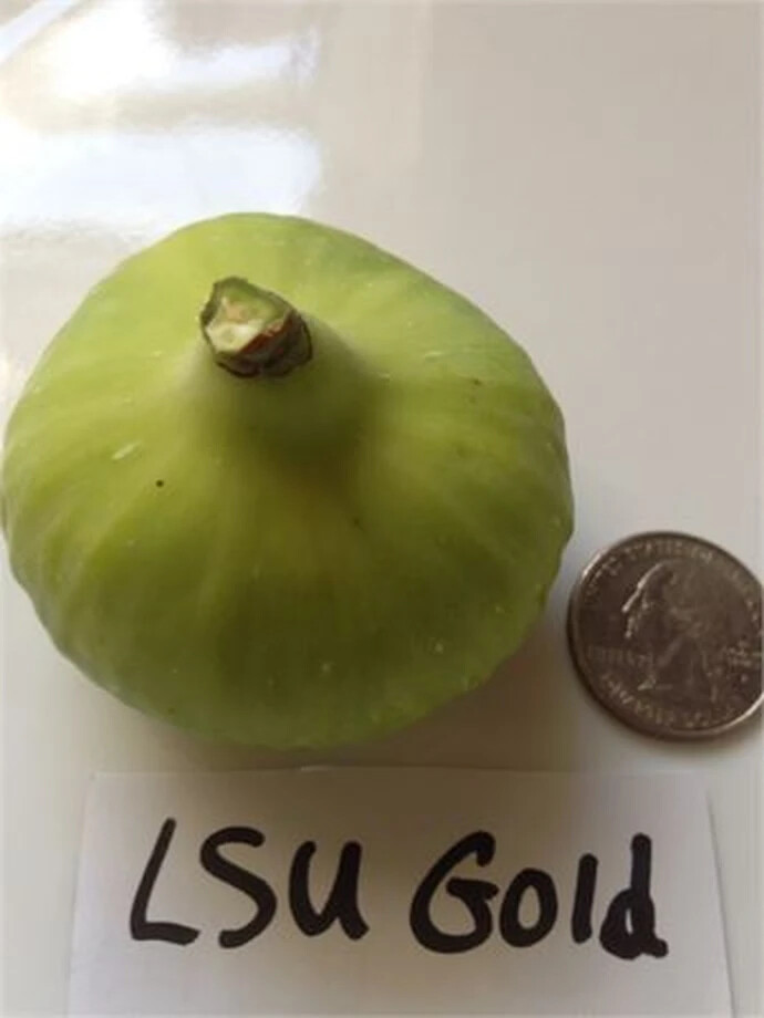 LSU Gold Cutting, At Least 3 Nodes and Over 8 Inches Long