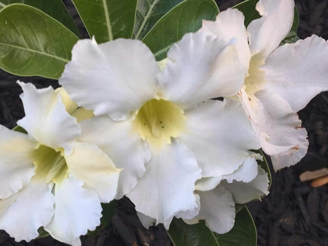 PLANT NOOK White Desert Rose (Adenium obesum) Live Plant Starter | White Blooms,