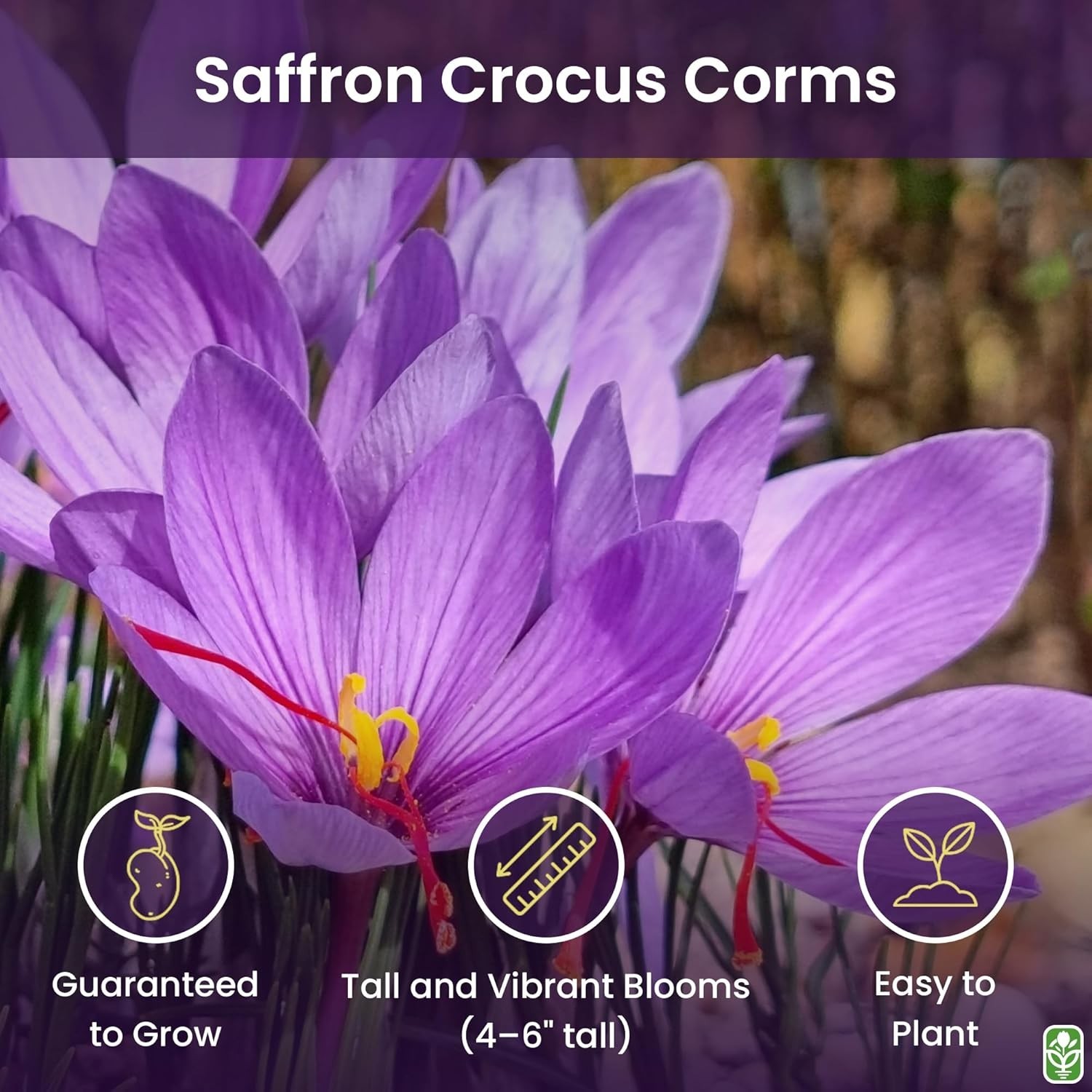 Beautiful Purple Saffron Crocus Corms for Gardens – 10 Count, Perennial Blooms