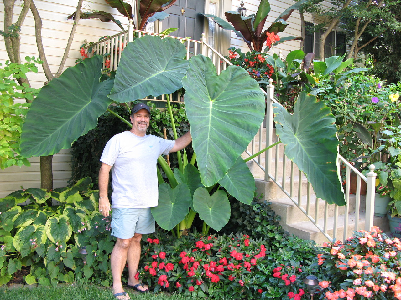 4 LIVE BULBS Colocasia gigantea Thailand Giant Thai Giant Elephant Ear Huge Leaf