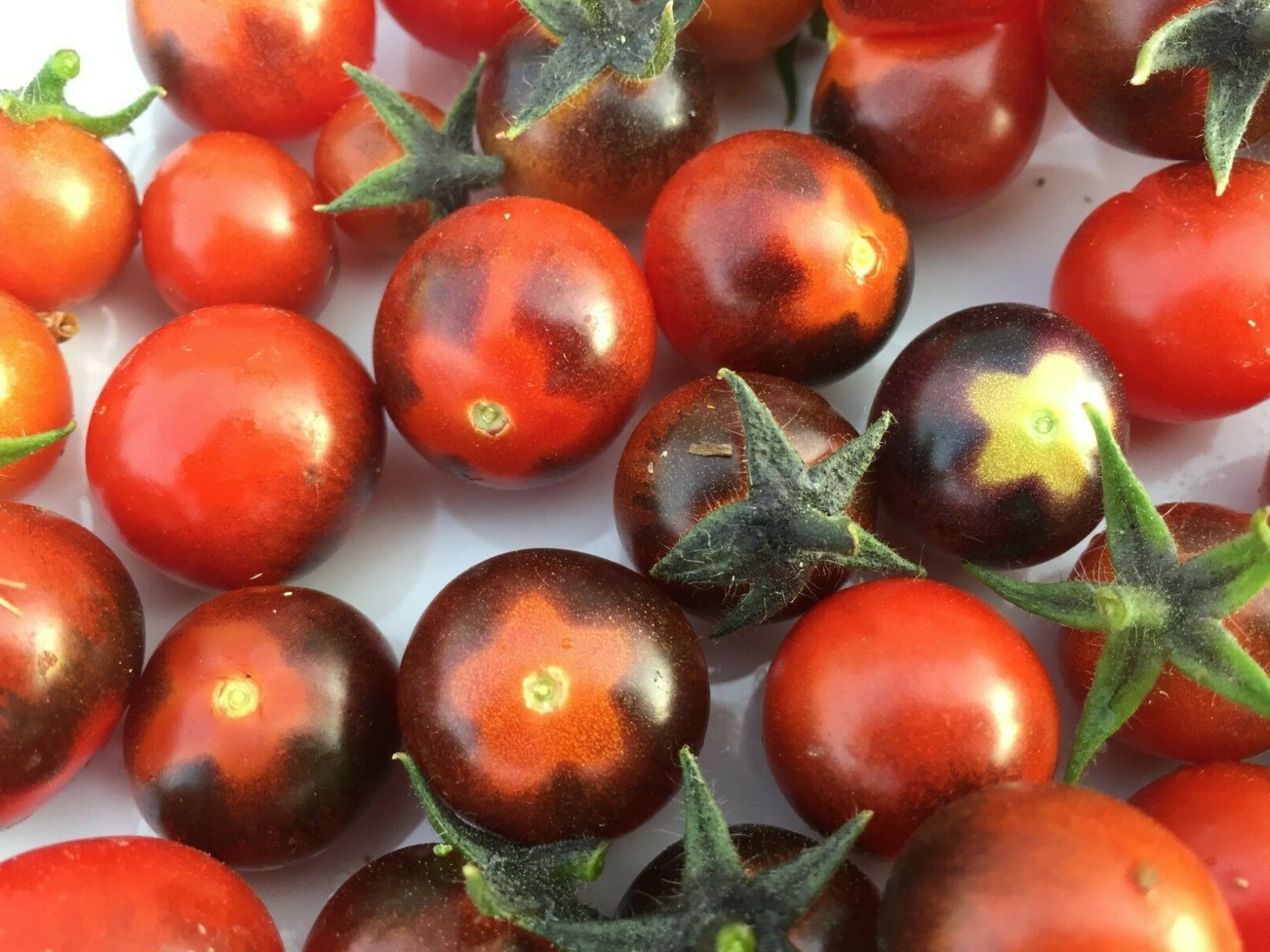 100 seeds Mix Cherry Tomato Orange Sungold, Blue Berries, Yellow Pear, Red +gift