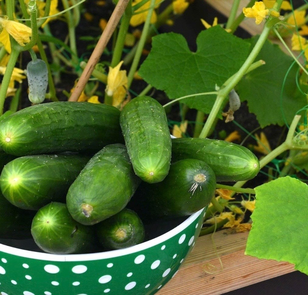 Fresh MARKETMORE 76 Cucumber Seeds, Classic Heirloom Slicer, USA Seller, 2026