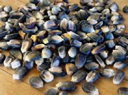 100+ Blue Hopi Corn Seeds, Native American Zea Mays, Fresh for Your Garden