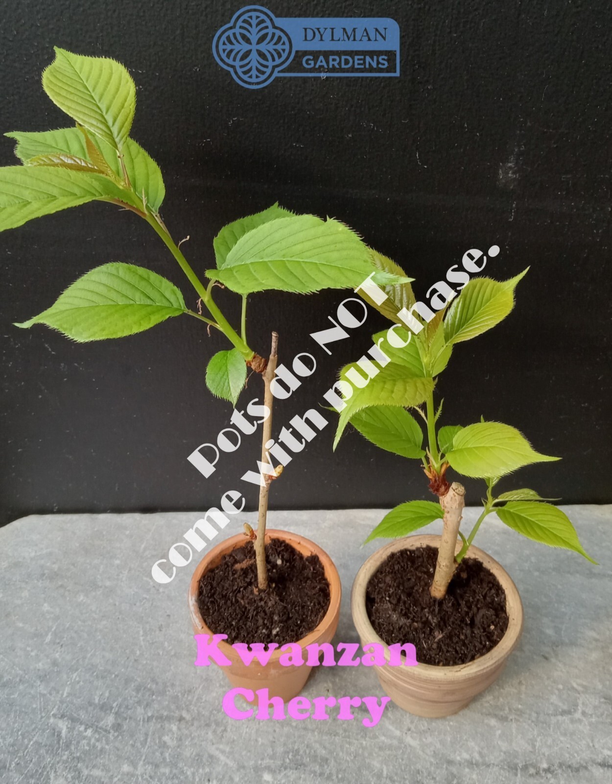 Kwanzan Cherry Tree (Prunus serrulata ‘Kwanzan’) Ornamental – Multiple Sizes
