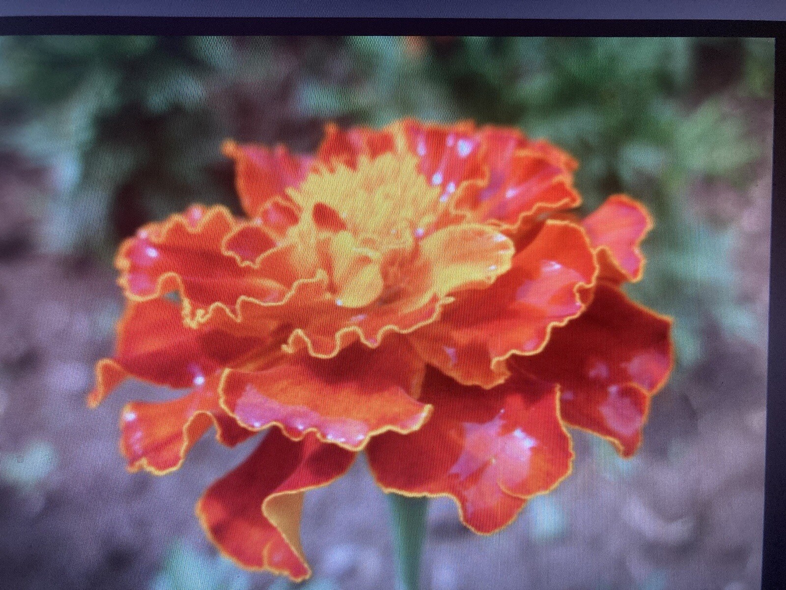 MARIGOLD, FRENCH BROCADE 200 Seeds, 0.4 Gram Heirloom OPEN POLLINATED,
