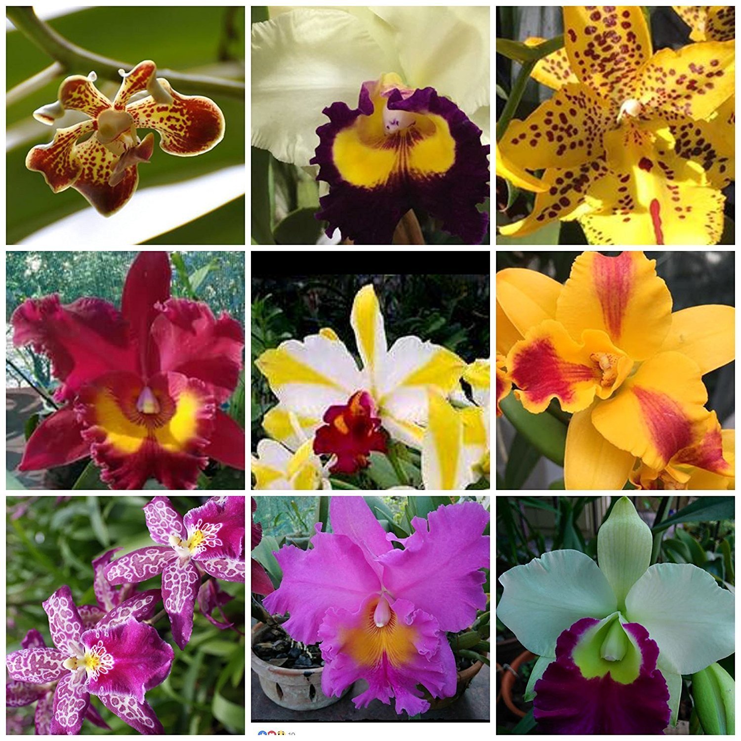 B25 – 4 Live Orchid choose (Cattleya, Oncidium, Vanda, Dendrobium,Phalaenop