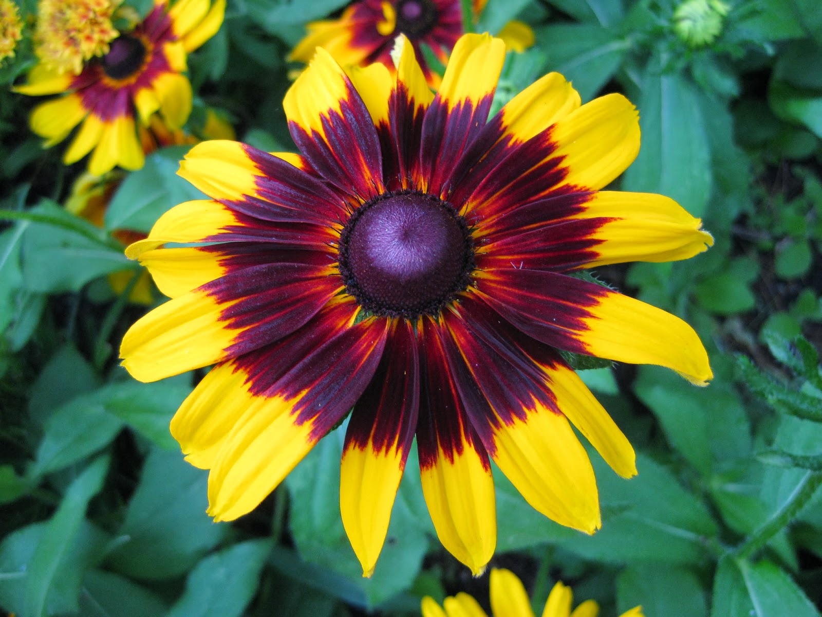 Gloriosa Daisy Seeds, NON-GMO, Rudbeckia hirta, Variety Sizes, FREE SHIPPING