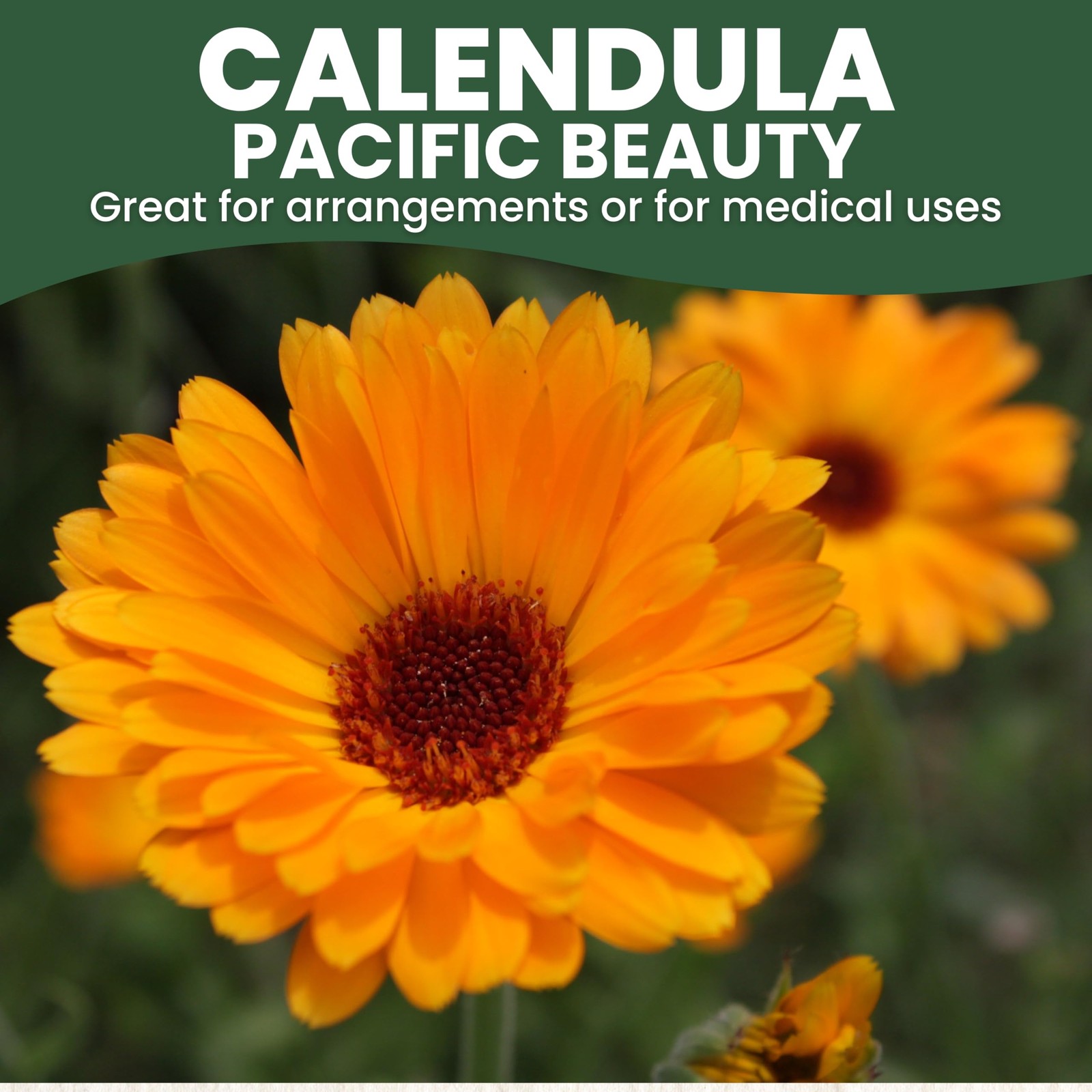 Calendula Pacific Beauty – Large 2,500mg 0.09 oz Envelope (250 Seeds)