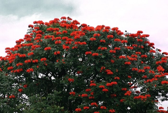Spathodea Campanulata African Tulip Flowering Tree 50 Seeds