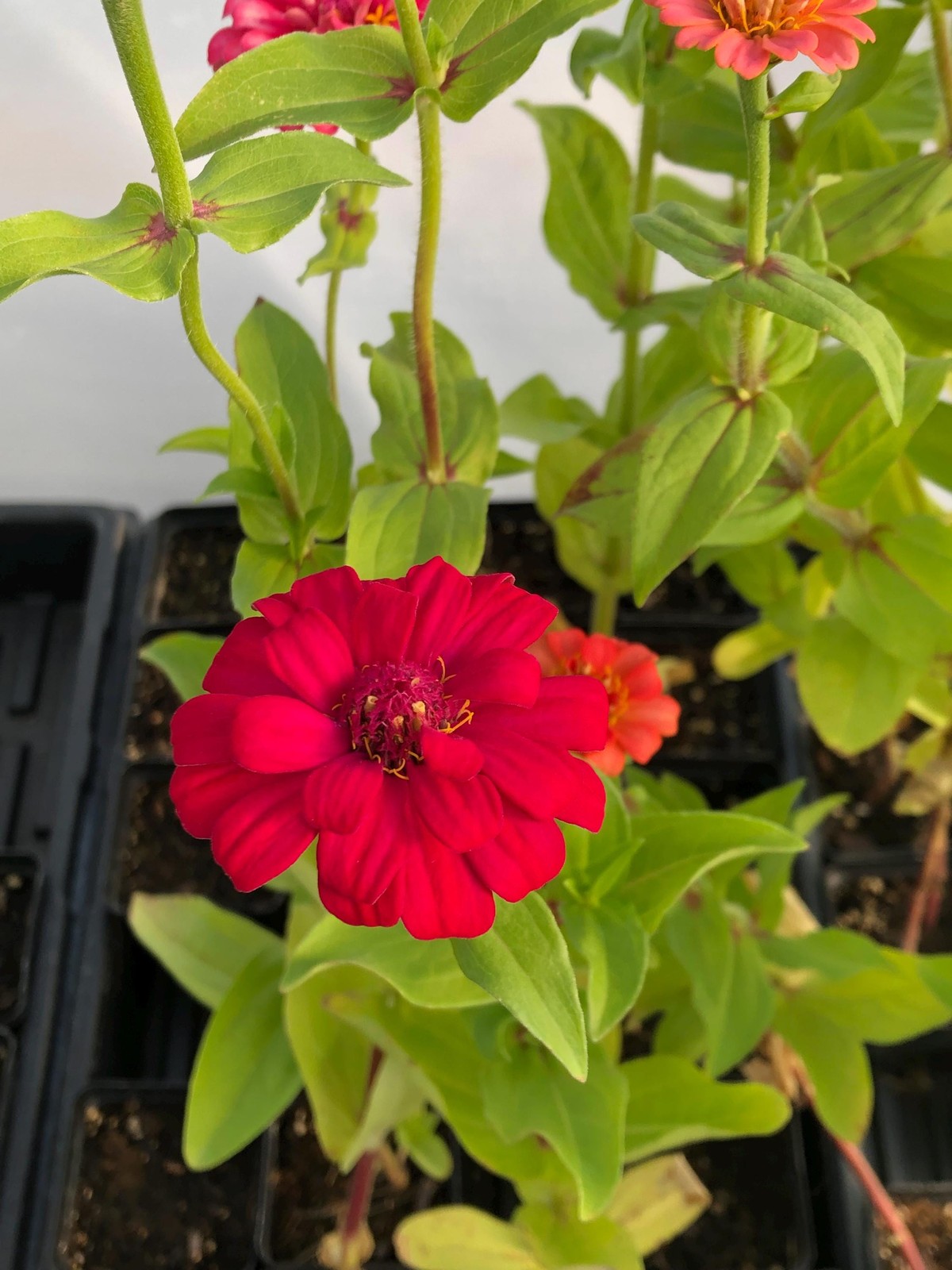 Zinnia live Flower Plants – Seedlings/Plugs- 3″- 5″ tall – 30-50 days old,