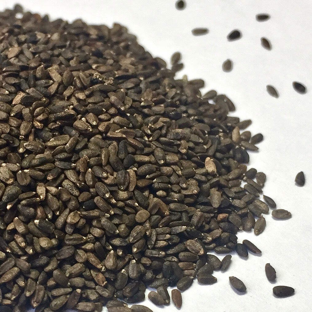 Official Hyssop Seeds (Hyssopus officinalis) ~Traditional Herb Pollinator Garden