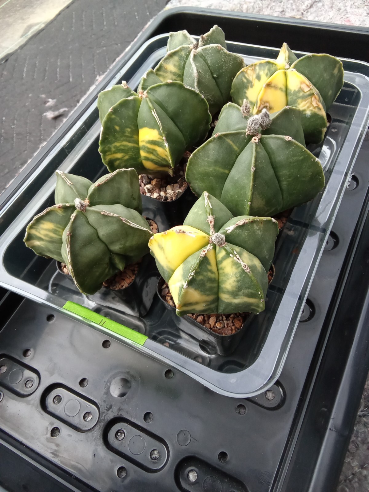 Astrophytum myriostigma cv. Variegated rare big size US seller
