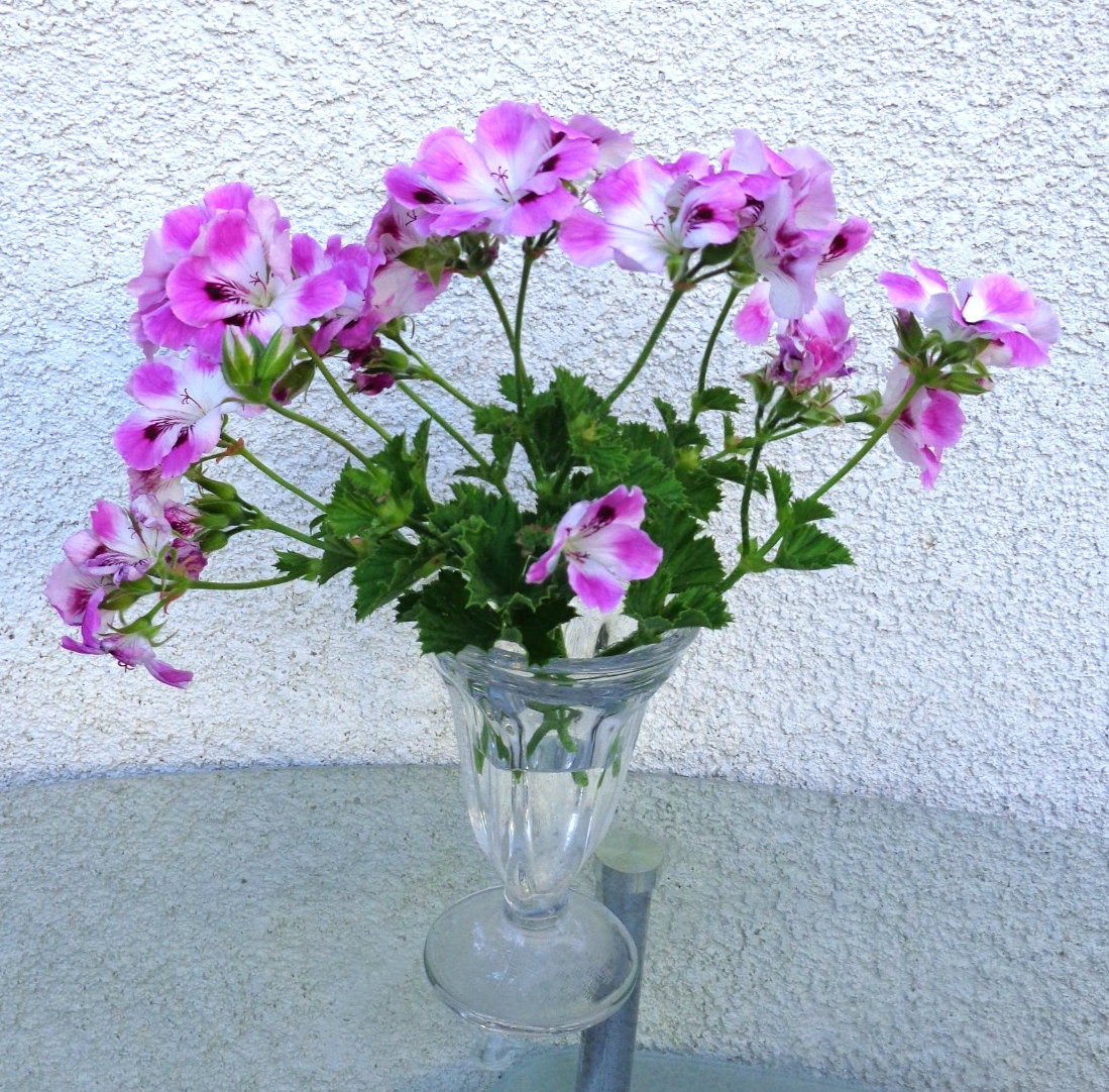 STUNNING PURPLE & WHITE PELARGONIUM FANCY REGAL GERANIUM 2 X 6″ PLANT CUTTINGS