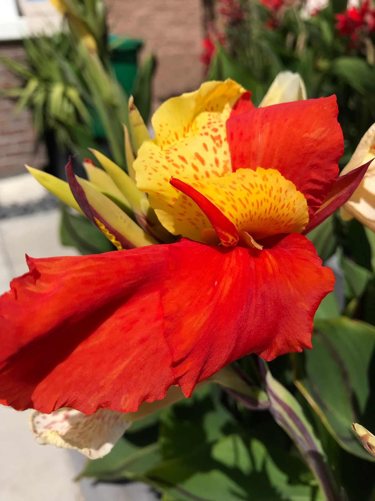Canna Lily Cleopatra Rhizome: Variegated Foliage, Exotic Blooms – 1-Rhizome