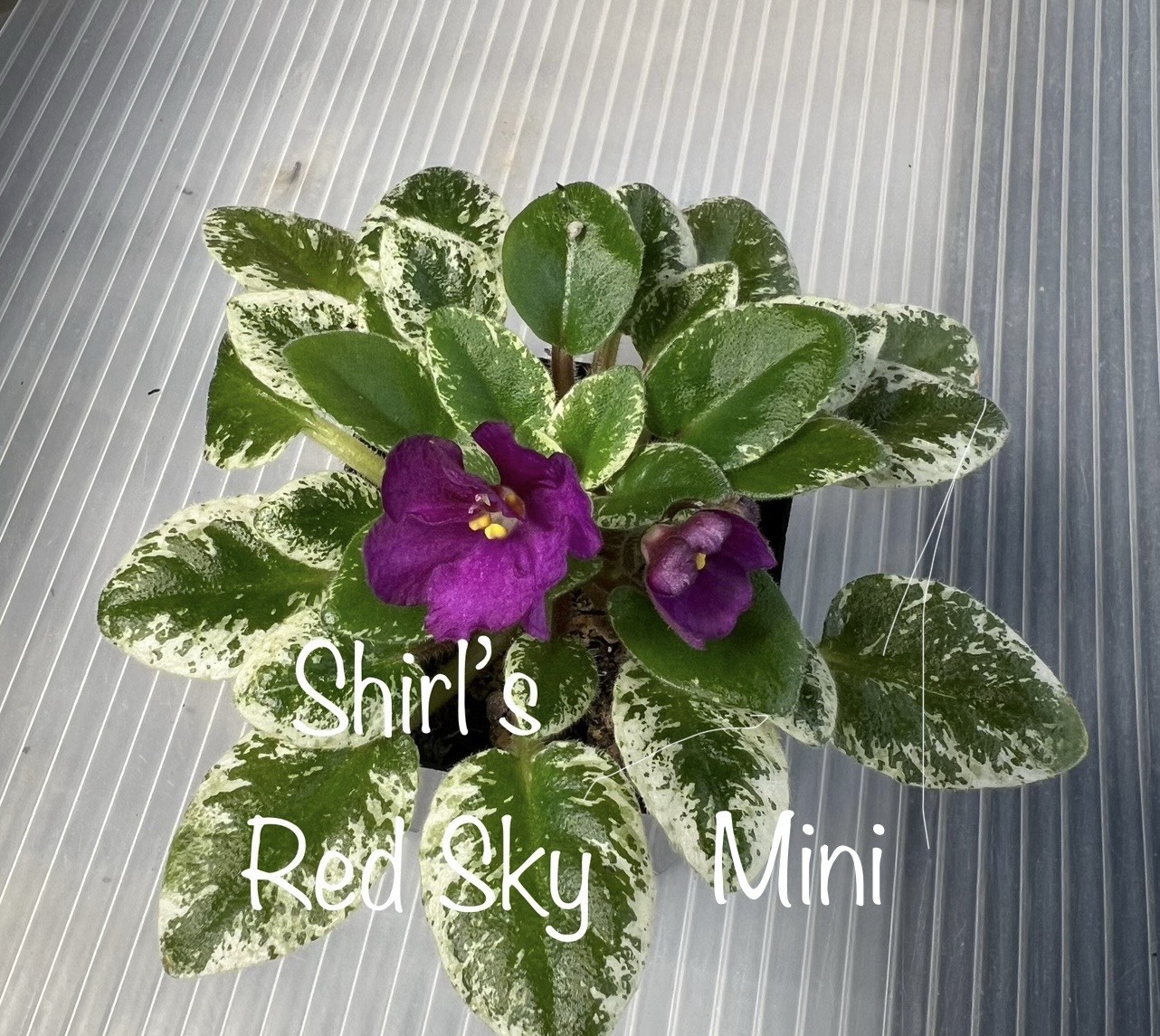 Buyers Choice Mini/Semi Mini Violet 3 Plant Collection. FREE SHIPPING!!!