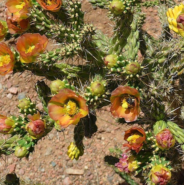 Cholla Cactus ‘Santa Fe’ (Cylindropuntia viridiflora) COLD HARDY