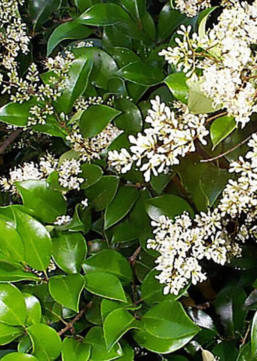 Privet Shrub, Ligustrum vulgare Seeds