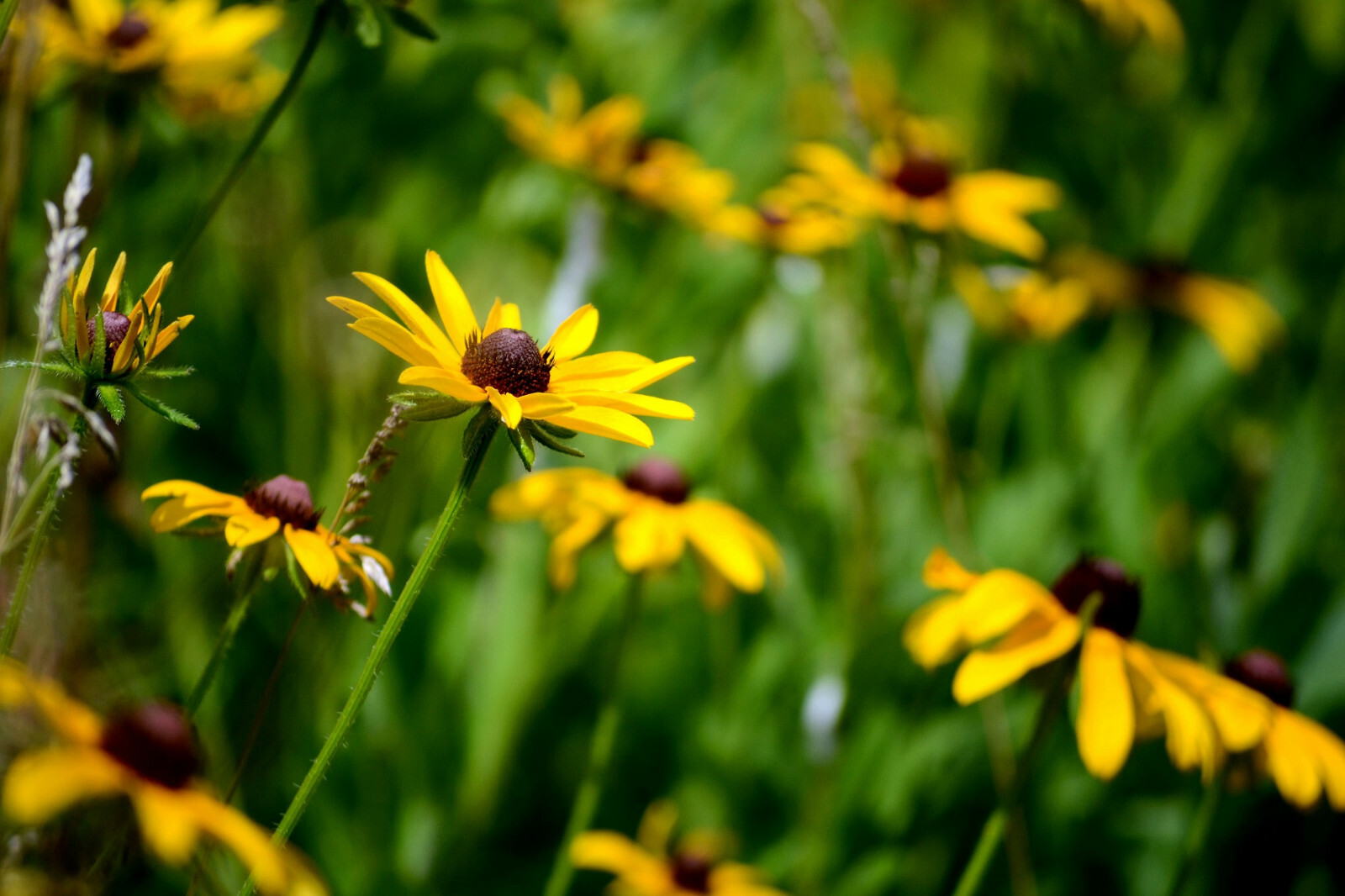 2,500+ Black Eyed Susan (Rudbeckia Hirta) Flower Seeds Yellow FREE SHIPPING