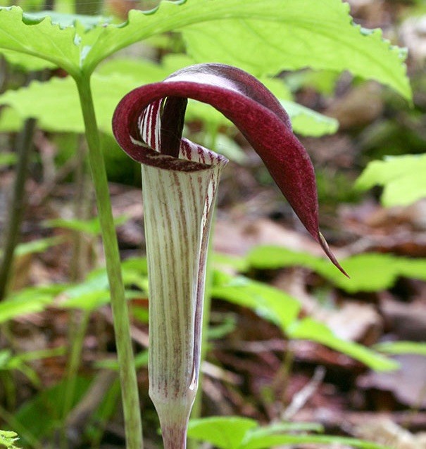 Jack In The Pulpit – Arisaema Triphyllum Perennial 3 Bare Live Root Garden Plant