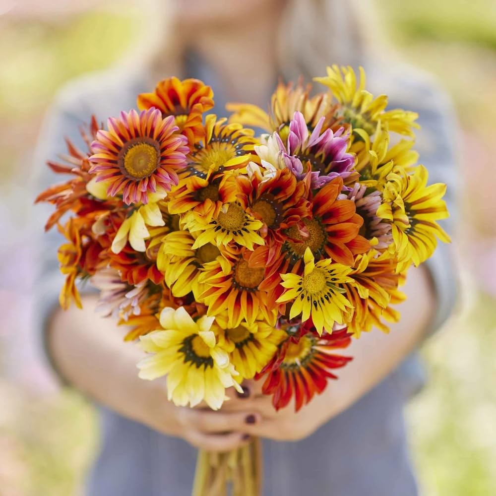300 Perennial Mix Gazania Seeds Heat-Perennial Ground Cover Seeds-Drought Tolera