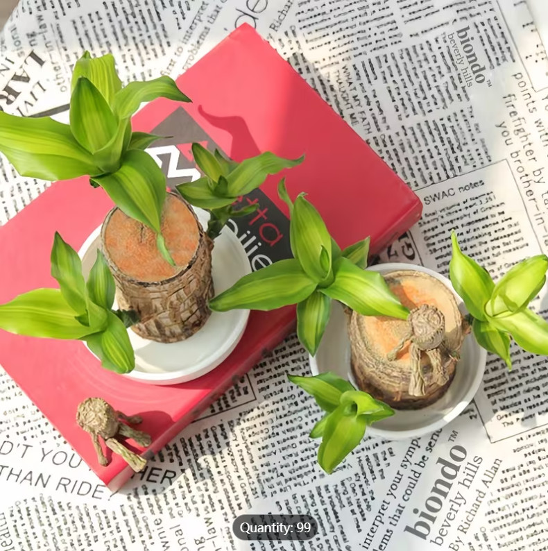 Live Brazilian Lucky Wood – Single Rooted Plant cutting – Indoor Houseplant