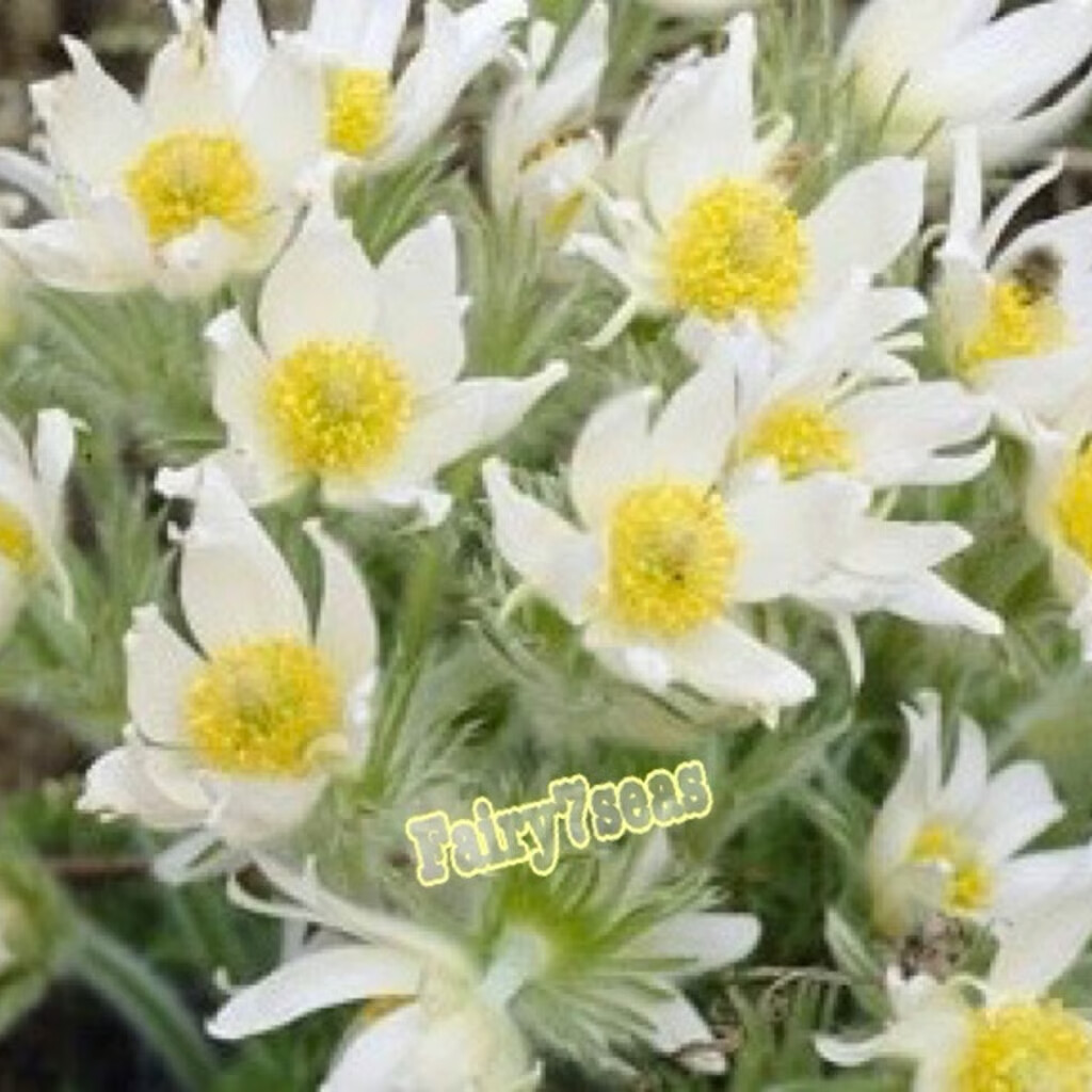 Anemone Seeds -Pulsatilla Vulgaris- Pasque Flower, Anemone Vulgaris White