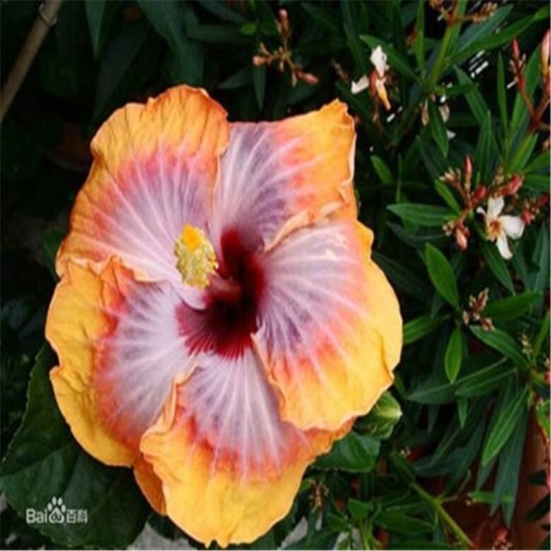 20 MIXED COLOR SEEDS HIBISCUS flower exotic bloom garden/house plant USA Seller