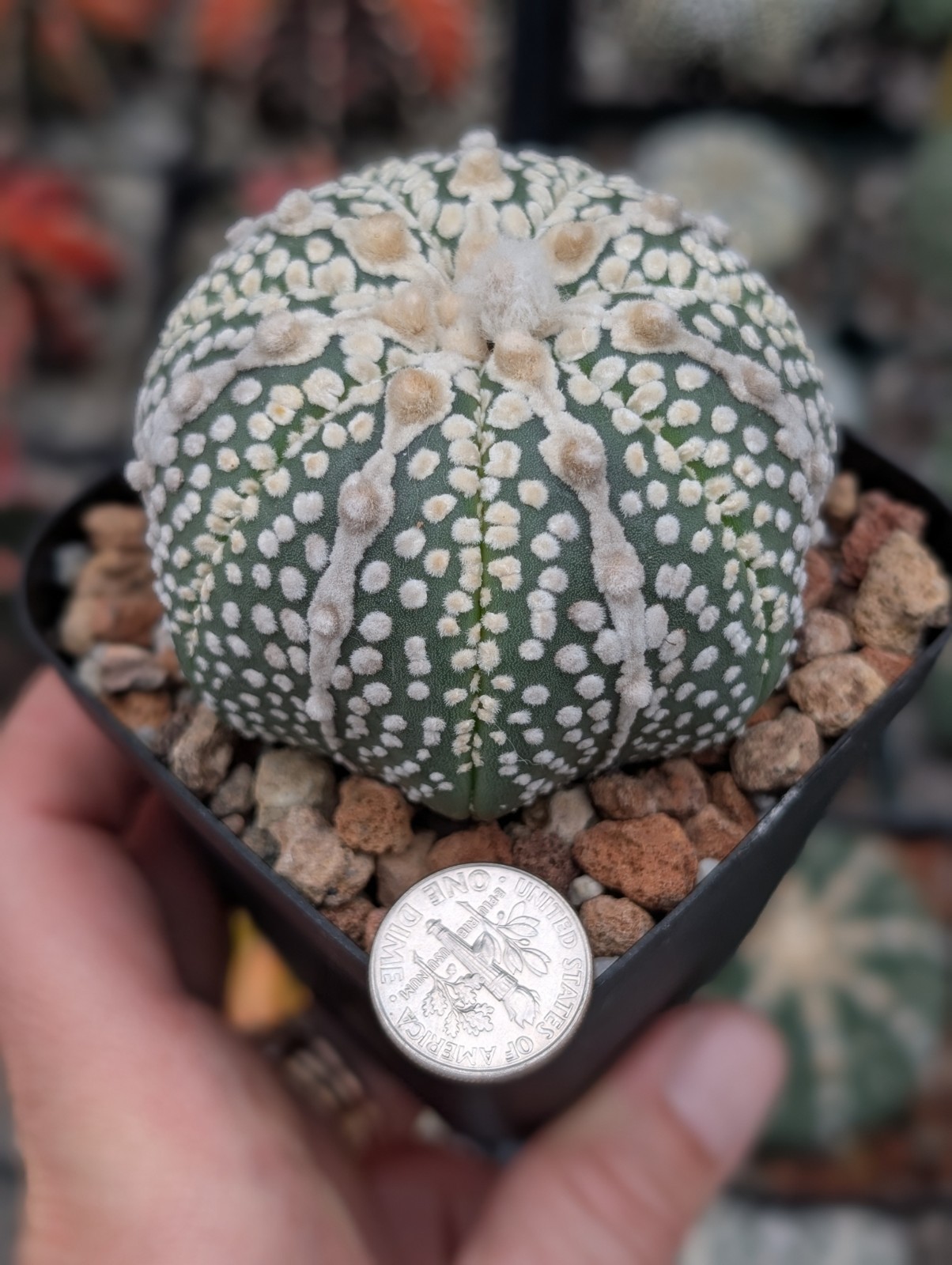 Astrophytum Asterias cv Miracle f star shape