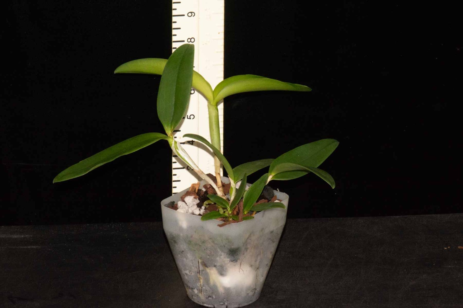 Cattleya Mareeba Tiger #3 (tigrina var. coerulea x schilleriana var. coerulea)