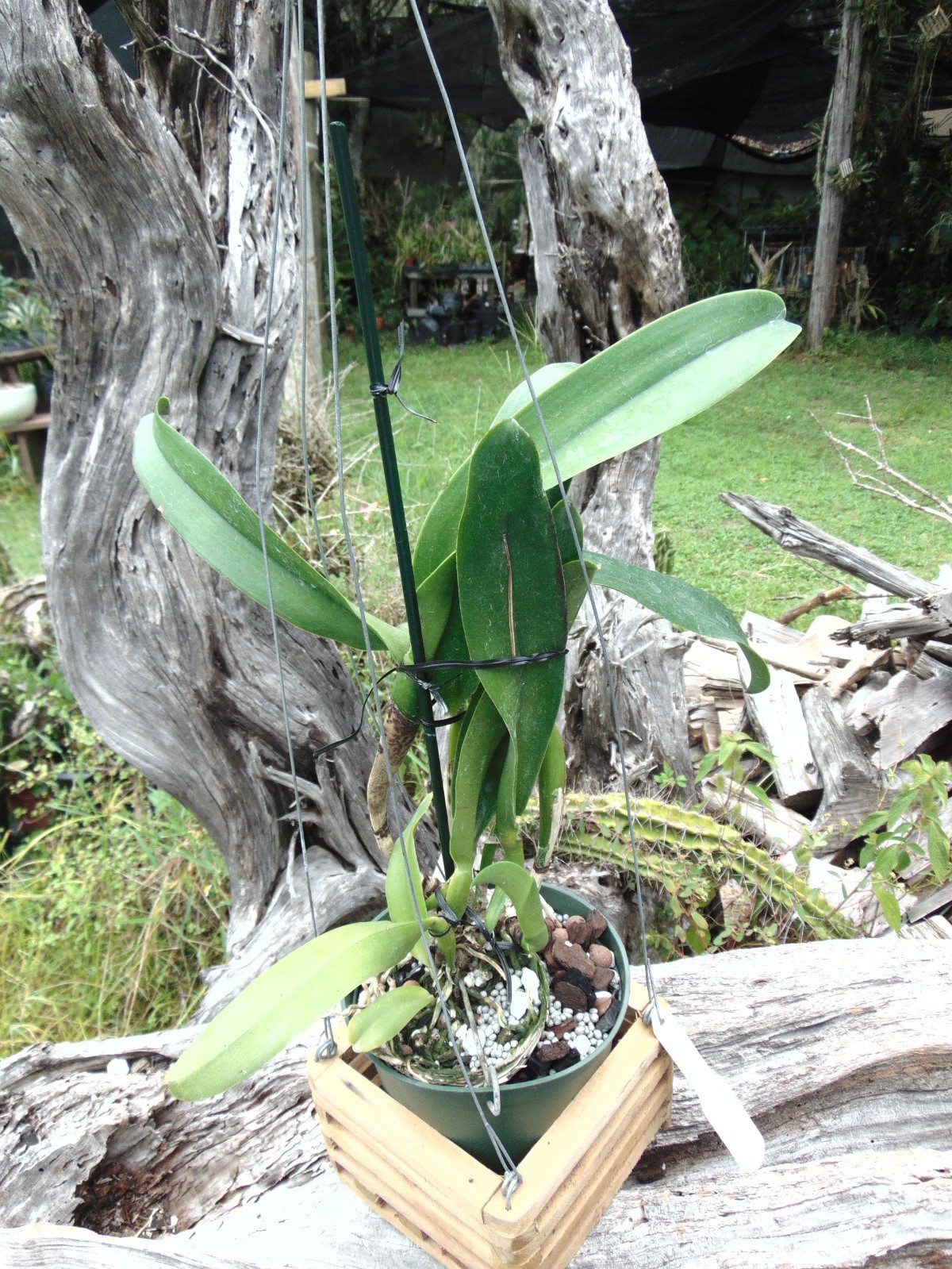 Blc. Amazing Thailand ‘Red Star’ Bloom size 6″ pot LARGE PLANT