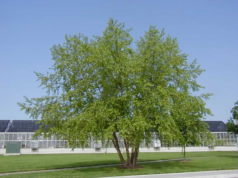 River Birch, (Black Birch), Betula nigra, Tree Seeds (Fast, Hardy, Fall Color)