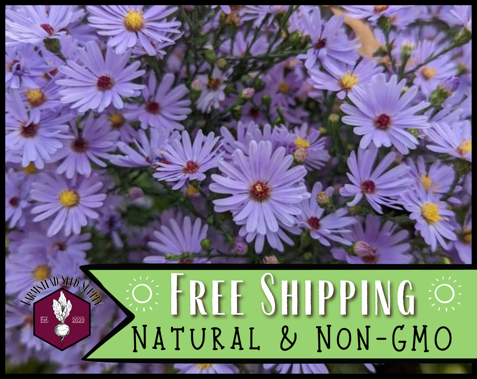 1,600+ Smooth Blue Aster Seeds | Perennial Native Wildflower Gardening