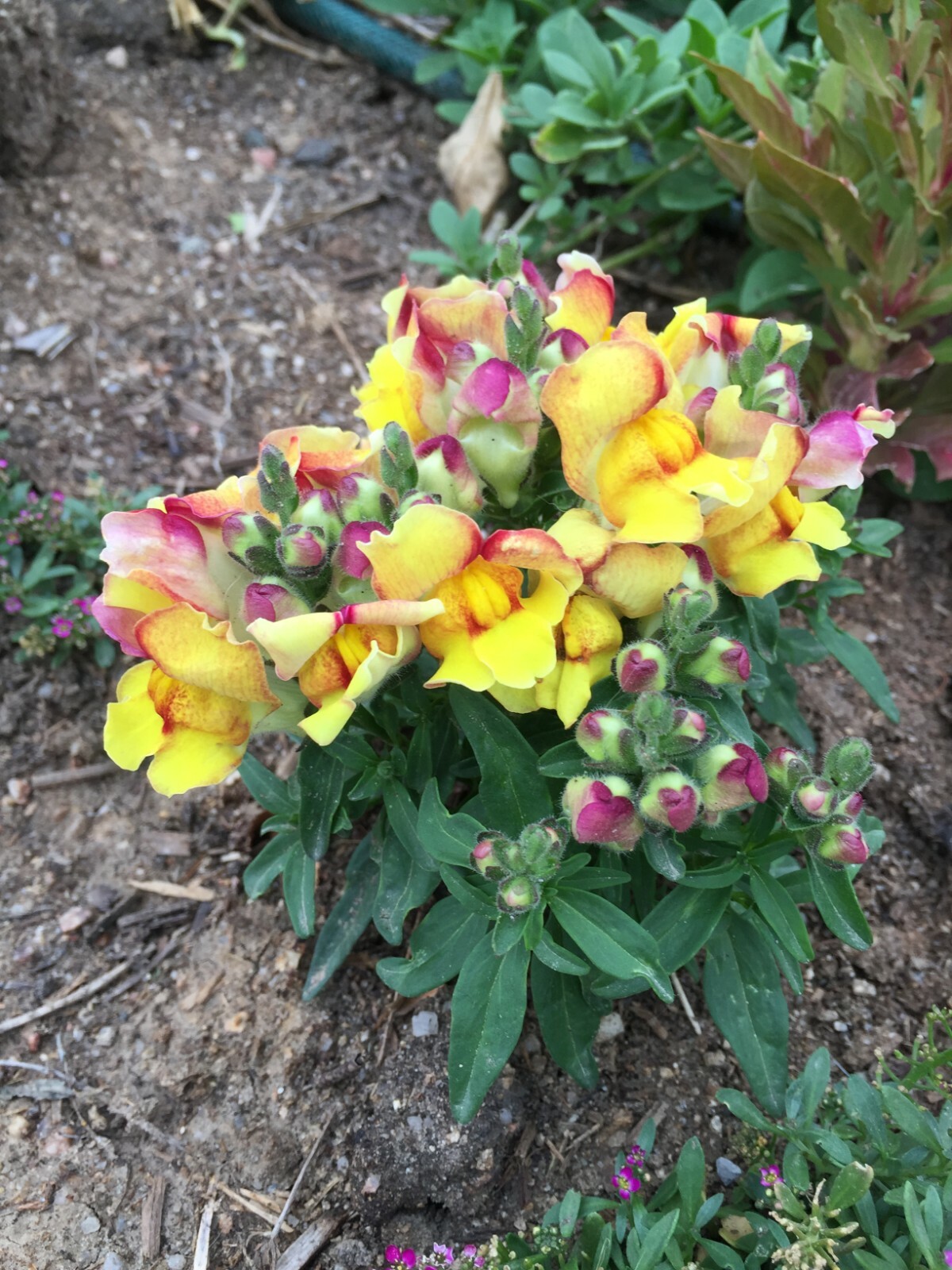 300 seeds Snapdragon Dwarf yellow and red Dwarf + gift