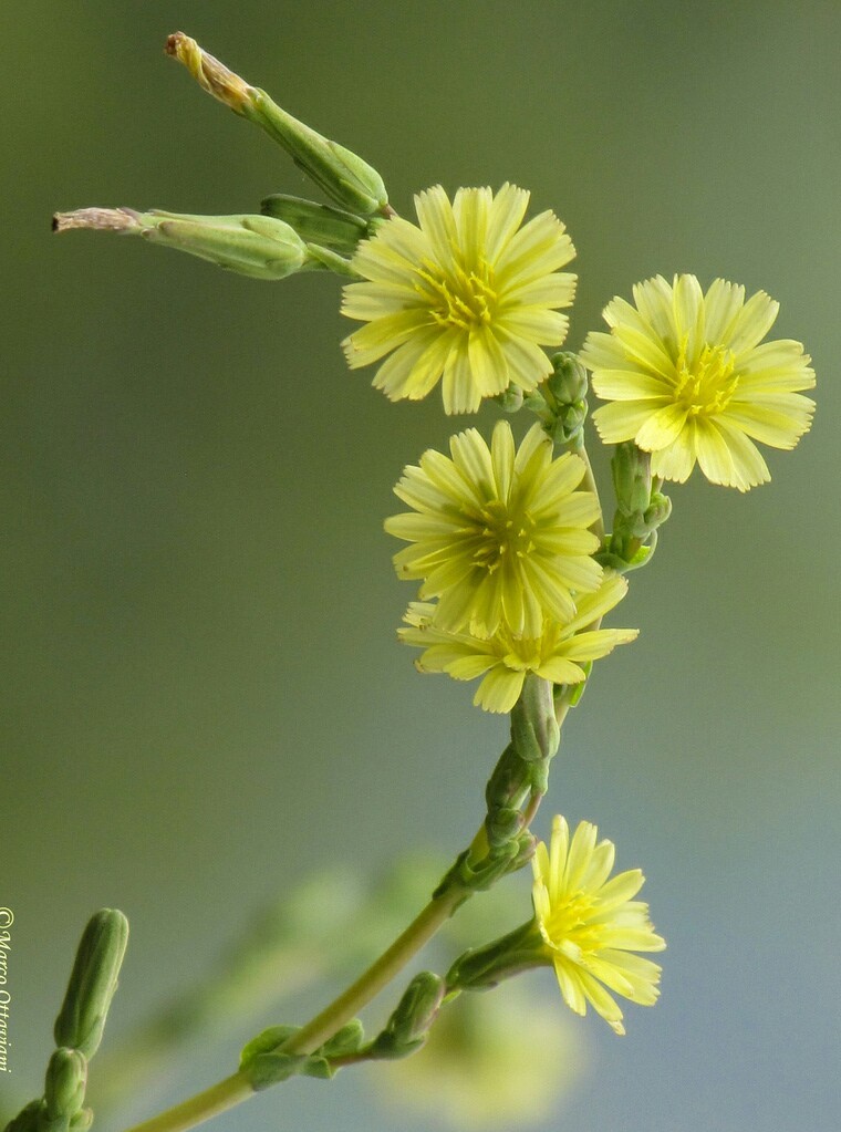 25+ Wild Lettuce Seeds (Lactuca virosa) Packed for 2022 Free Shipping