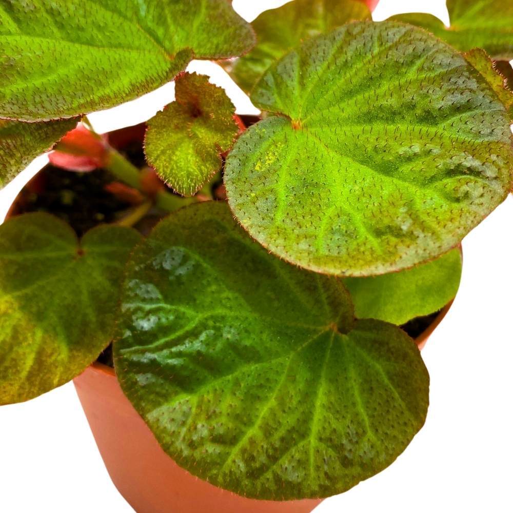 Begonia Manaus, 4 inch Rhizomatous Rhizo Green Orange Brown Fuzzy Leaves